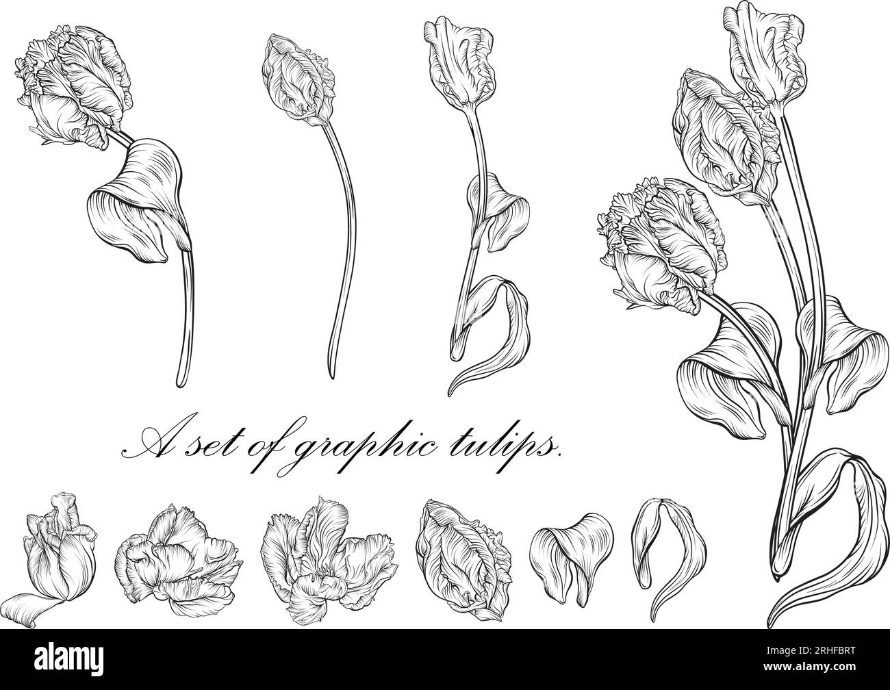 Contour tulipe. fleurs dessinées à la main. Vecteur tulipes. illustration florale Illustration de Vecteur