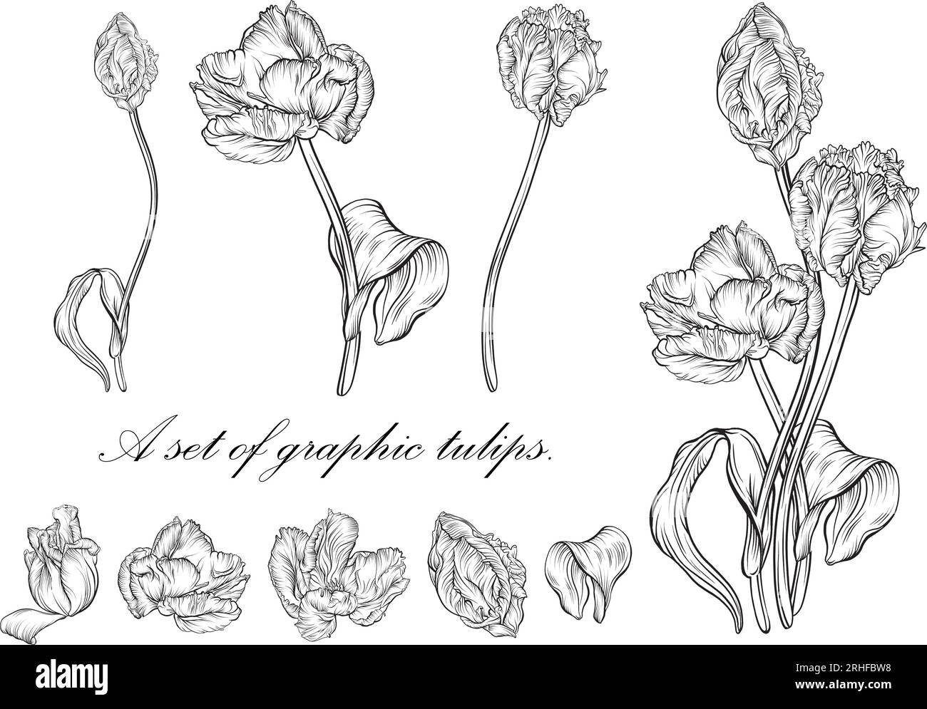 Contour tulipe. fleurs dessinées à la main. Vecteur tulipes. illustration florale Illustration de Vecteur