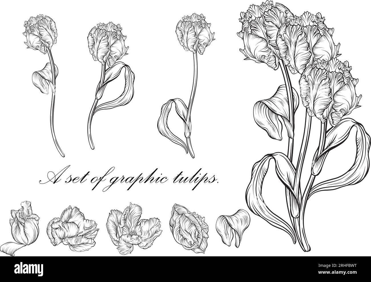 Contour tulipe. fleurs dessinées à la main. Vecteur tulipes. illustration florale Illustration de Vecteur