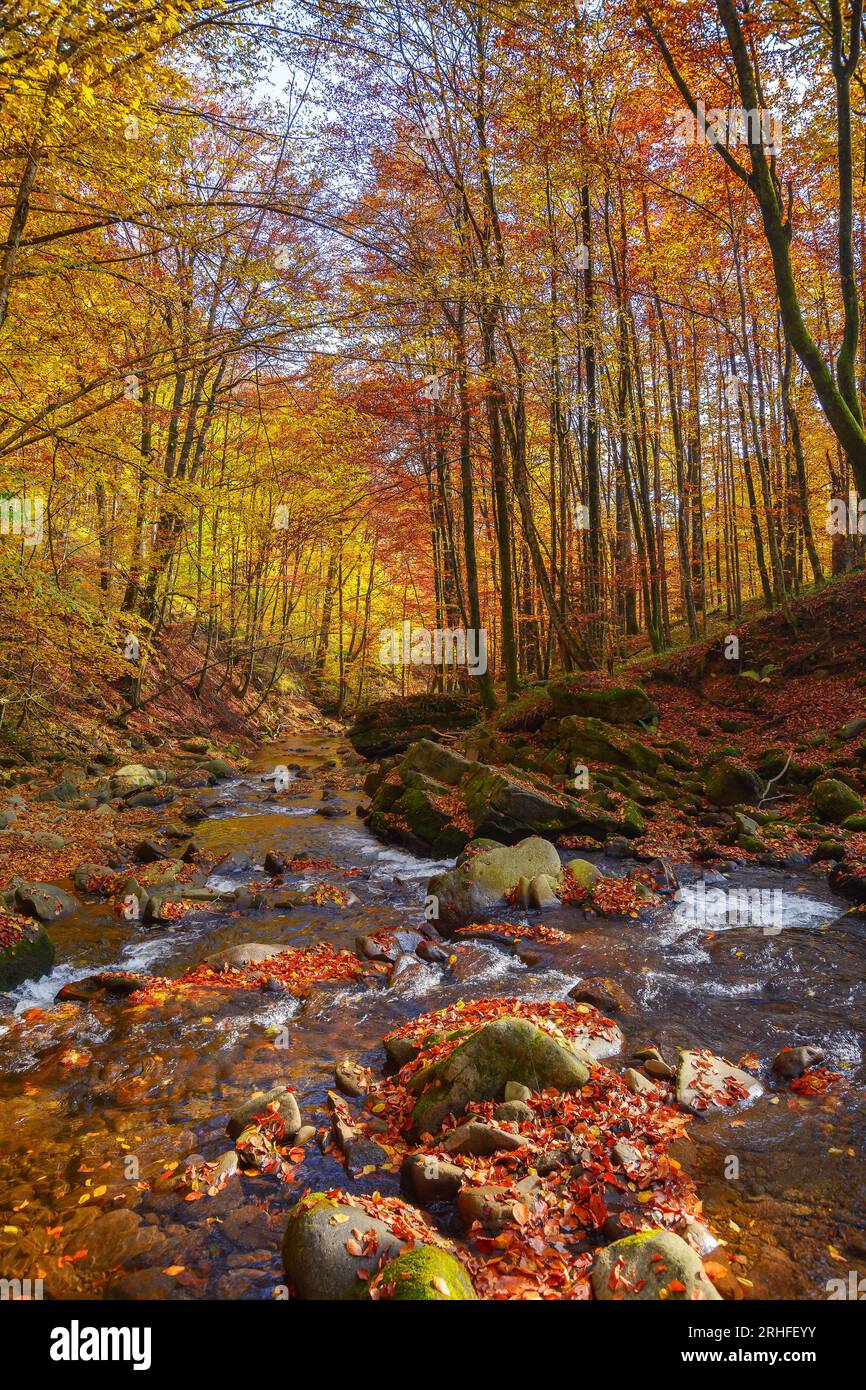 l'eau coule entre les pierres dans le parc naturel. magnifique paysage de la nature en automne. arbres dans les couleurs de l'automne par un jour ensoleillé Banque D'Images