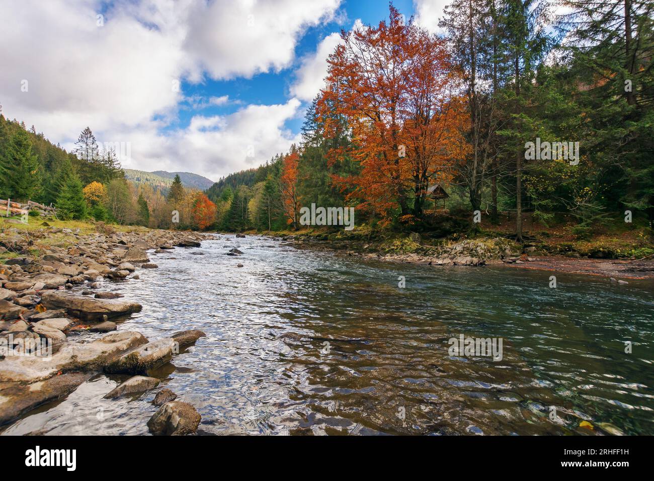 la rivière coule dans la zone forestière dans les montagnes des carpates. contexte touristique automnal. pierres sur le rivage. ciel nuageux. angle bas Banque D'Images