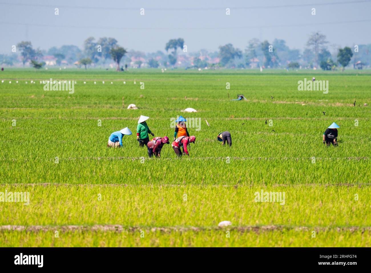 Agriculteurs woking dans le champ de riz vert. Java, Indonésie. Banque D'Images