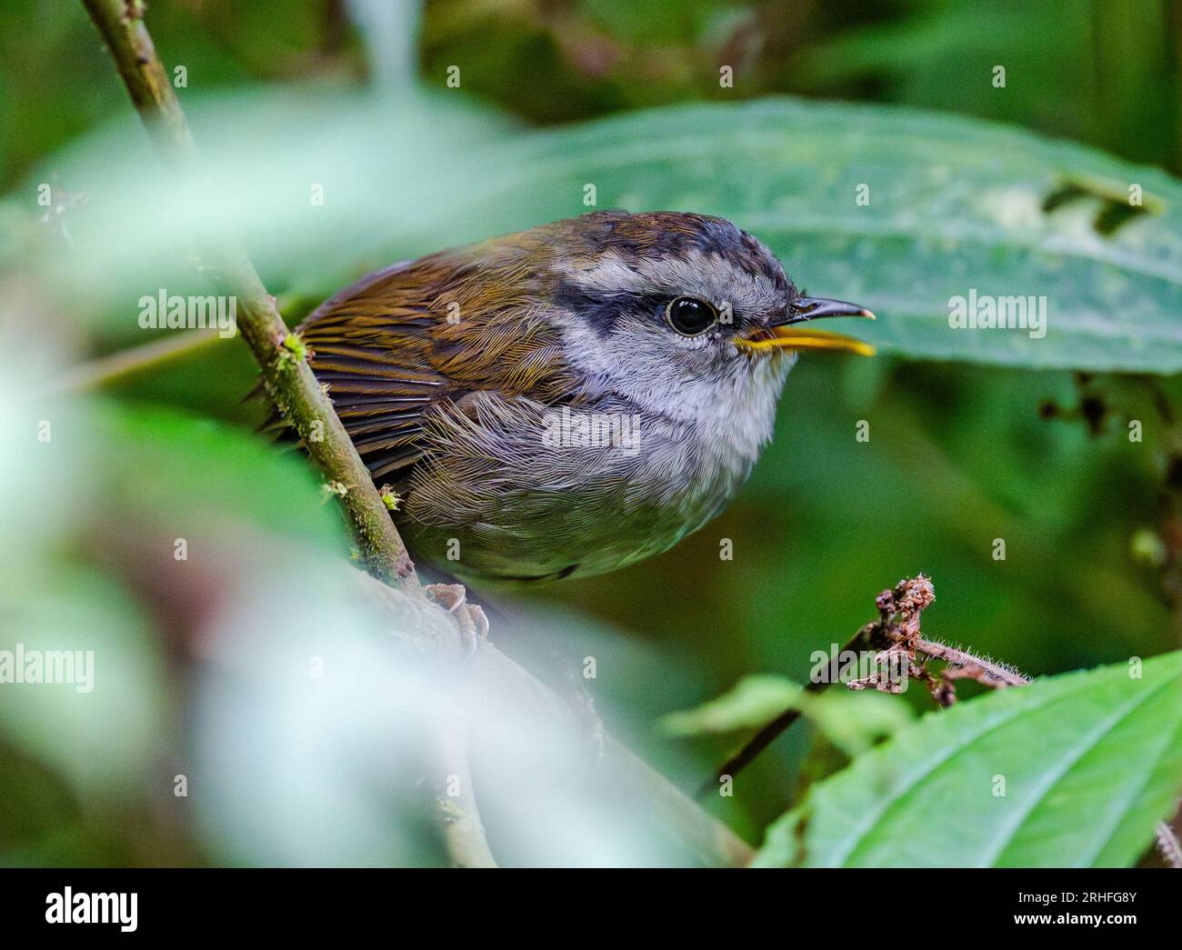 Une Tesia javanaise (Tesia superciliaris) chantant sur une branche. Java, Indonésie. Banque D'Images