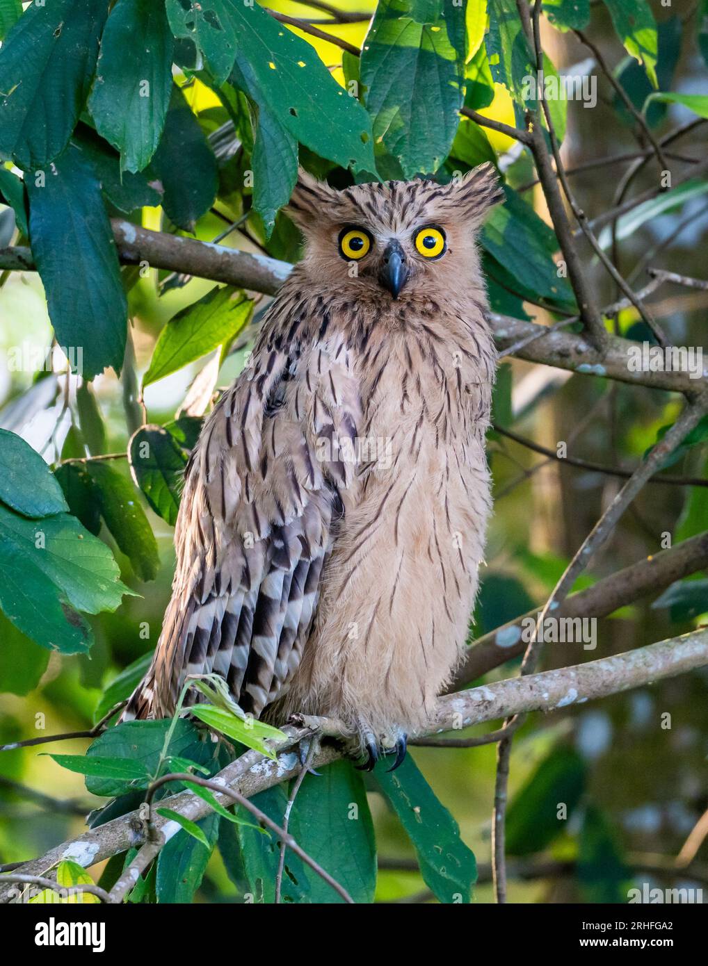 Un Buffy Fish-Owl (Ketupa ketupu) perché sur son toit de jour. Sumatra, Indonésie. Banque D'Images Un Buffy Fish-Owl (Ketupa ketupu) perché sur son toit de jour. Sumatra, Indonésie. Banque D'Images