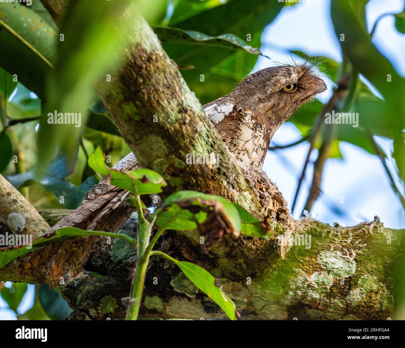 Une mouche de la sonde (Batrachostomus cornutus) sur son perche de jour. Sumatra, Indonésie. Banque D'Images Une mouche de la sonde (Batrachostomus cornutus) sur son perche de jour. Sumatra, Indonésie. Banque D'Images