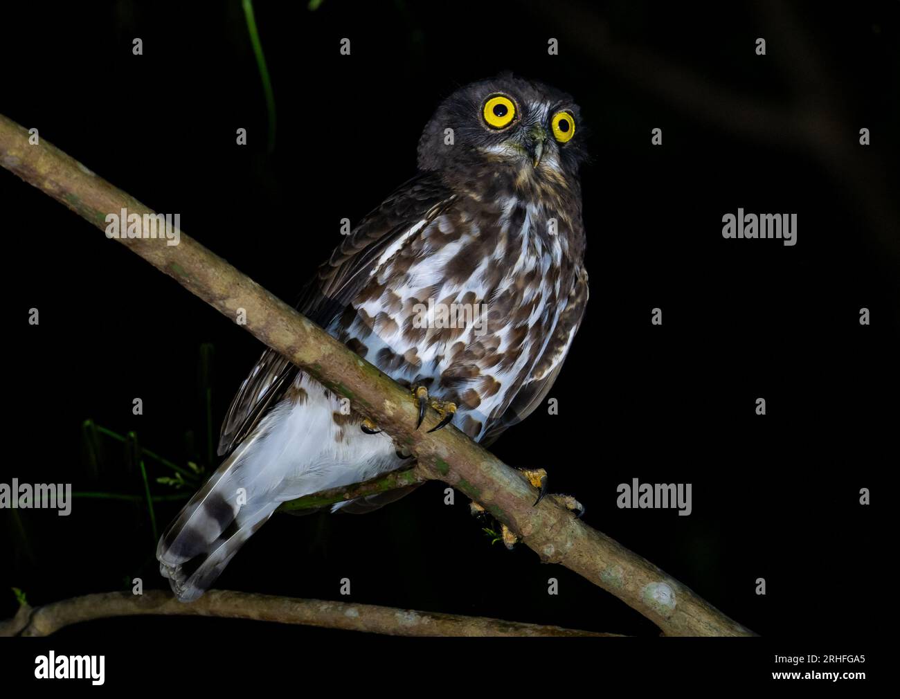 Un livre brun (Ninox scutulata) perché sur une branche la nuit. Sumatra, Indonésie. Banque D'Images Un livre brun (Ninox scutulata) perché sur une branche la nuit. Sumatra, Indonésie. Banque D'Images