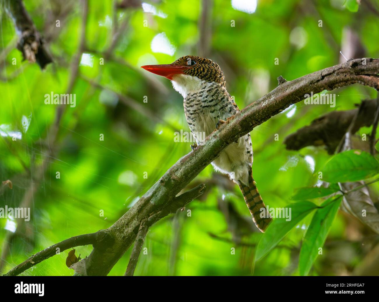 Une femelle Kingfisher à bande (Lacedo pulchella) perchée sur une branche. Sumatra, Indonésie. Banque D'Images Une femelle Kingfisher à bande (Lacedo pulchella) perchée sur une branche. Sumatra, Indonésie. Banque D'Images