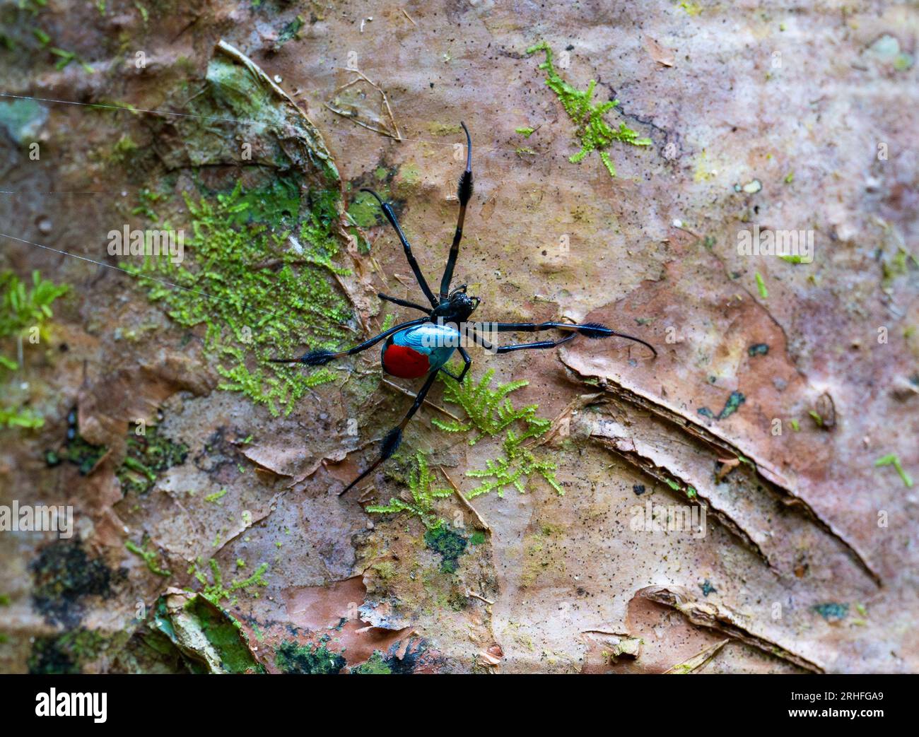 Une araignée Opadometa rouge et bleue colorée (Opadometa sarawakensis) sur un tronc d'arbre. Sumatra, Indonésie. Banque D'Images Une araignée Opadometa rouge et bleue colorée (Opadometa sarawakensis) sur un tronc d'arbre. Sumatra, Indonésie. Banque D'Images
