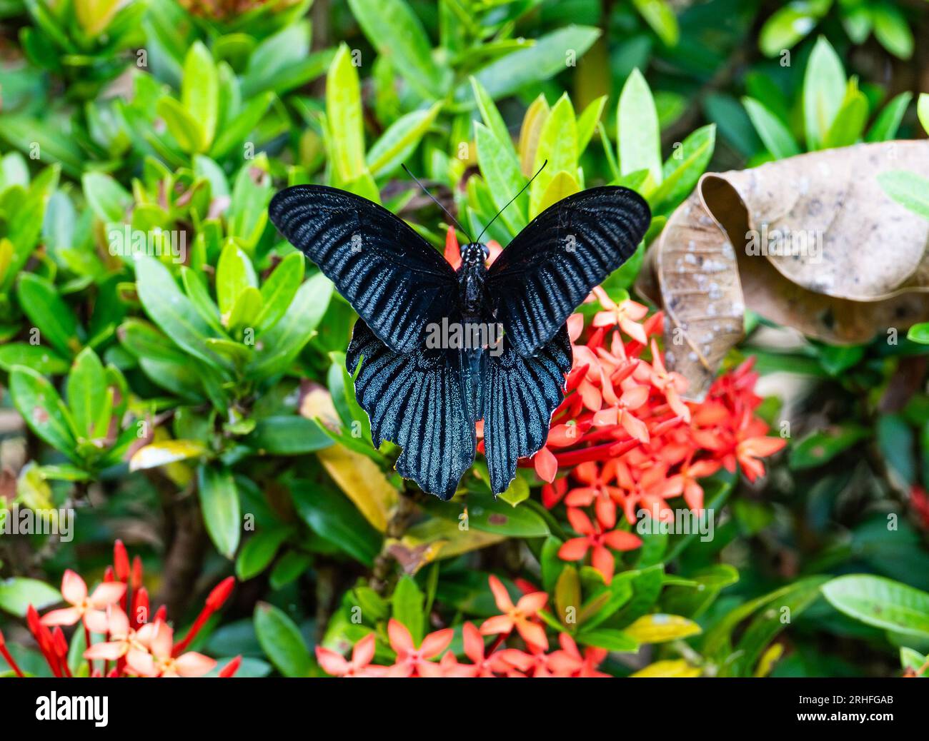 Un papillon à queue d'aronde grand mormon (Papilio memnon) se nourrissant de fleurs. Sumatra, Indonésie. Banque D'Images Un papillon à queue d'aronde grand mormon (Papilio memnon) se nourrissant de fleurs. Sumatra, Indonésie. Banque D'Images