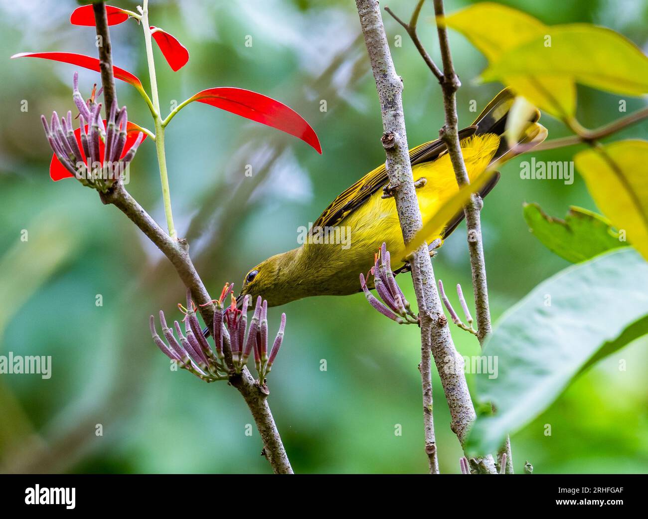 Un chasseur de Spiderhers (Arachnothera crassirostris) à bec épais se nourrissant dans les buissons. Sumatra, Indonésie. Banque D'Images Un chasseur de Spiderhers (Arachnothera crassirostris) à bec épais se nourrissant dans les buissons. Sumatra, Indonésie. Banque D'Images