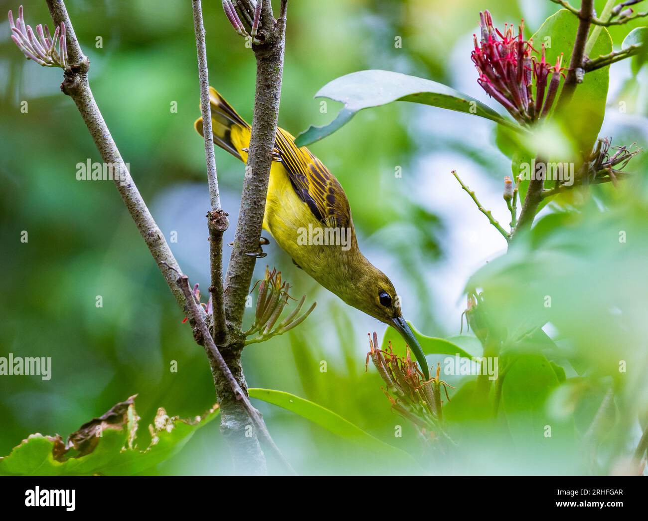 Un chasseur de Spiderhers (Arachnothera crassirostris) à bec épais se nourrissant dans les buissons. Sumatra, Indonésie. Banque D'Images Un chasseur de Spiderhers (Arachnothera crassirostris) à bec épais se nourrissant dans les buissons. Sumatra, Indonésie. Banque D'Images