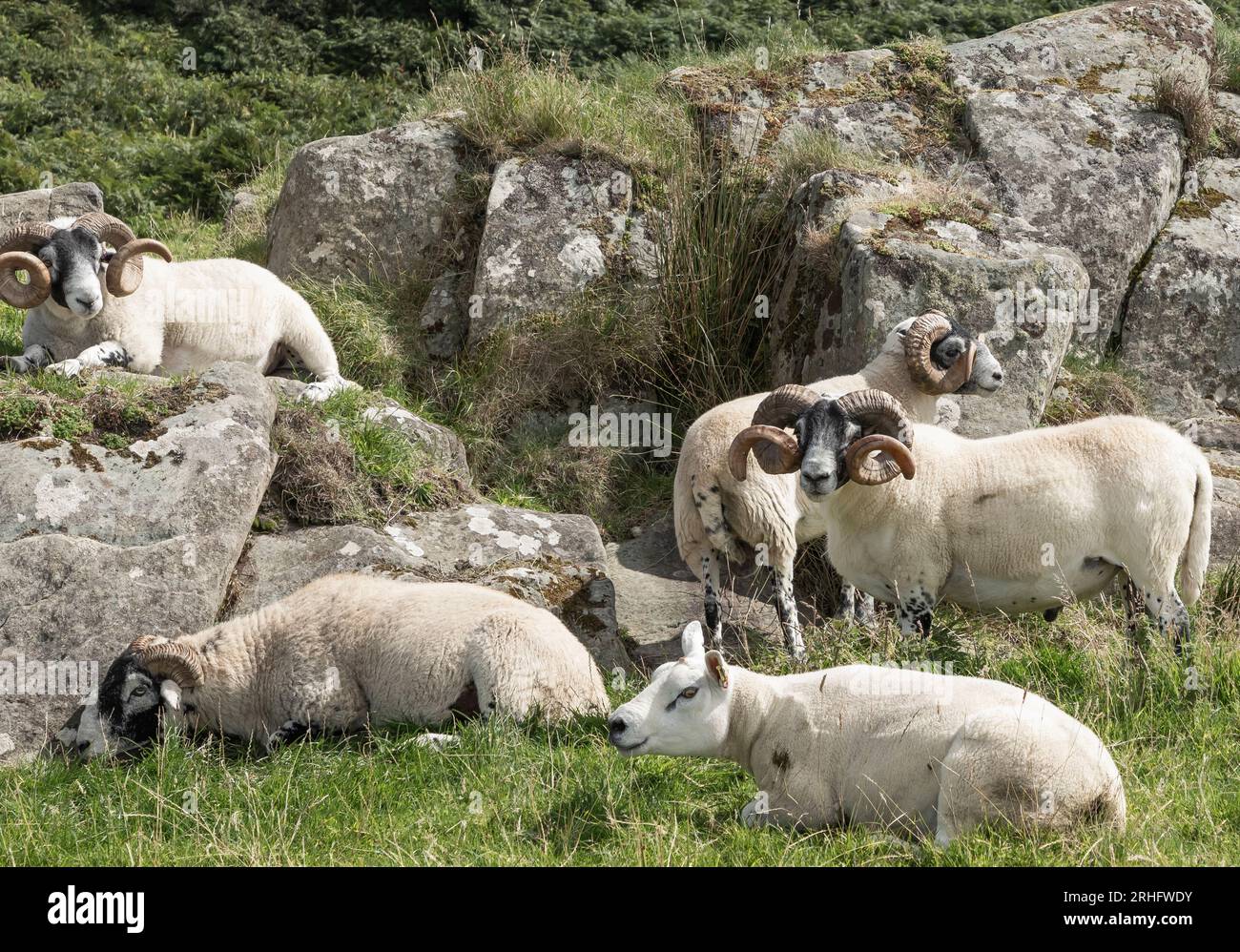 Troupeau de moutons avec de magnifiques cornes dans un champ et bain de soleil sur les rochers Banque D'Images