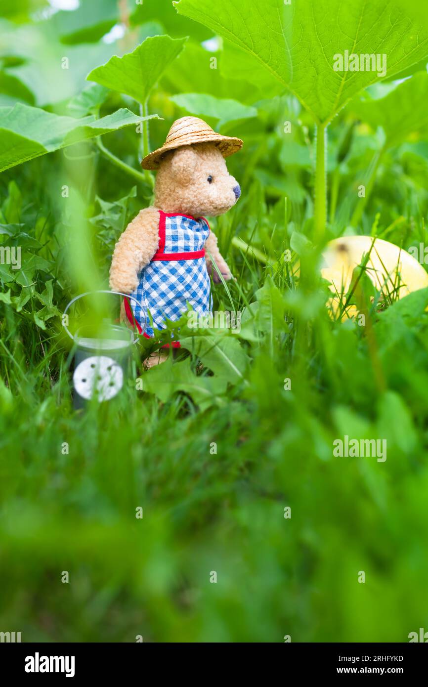 Ours en peluche jardinier avec chapeau de paille et tablier prendre soin des fruits de citrouille dans l'herbe verte (espace de copie) Banque D'Images