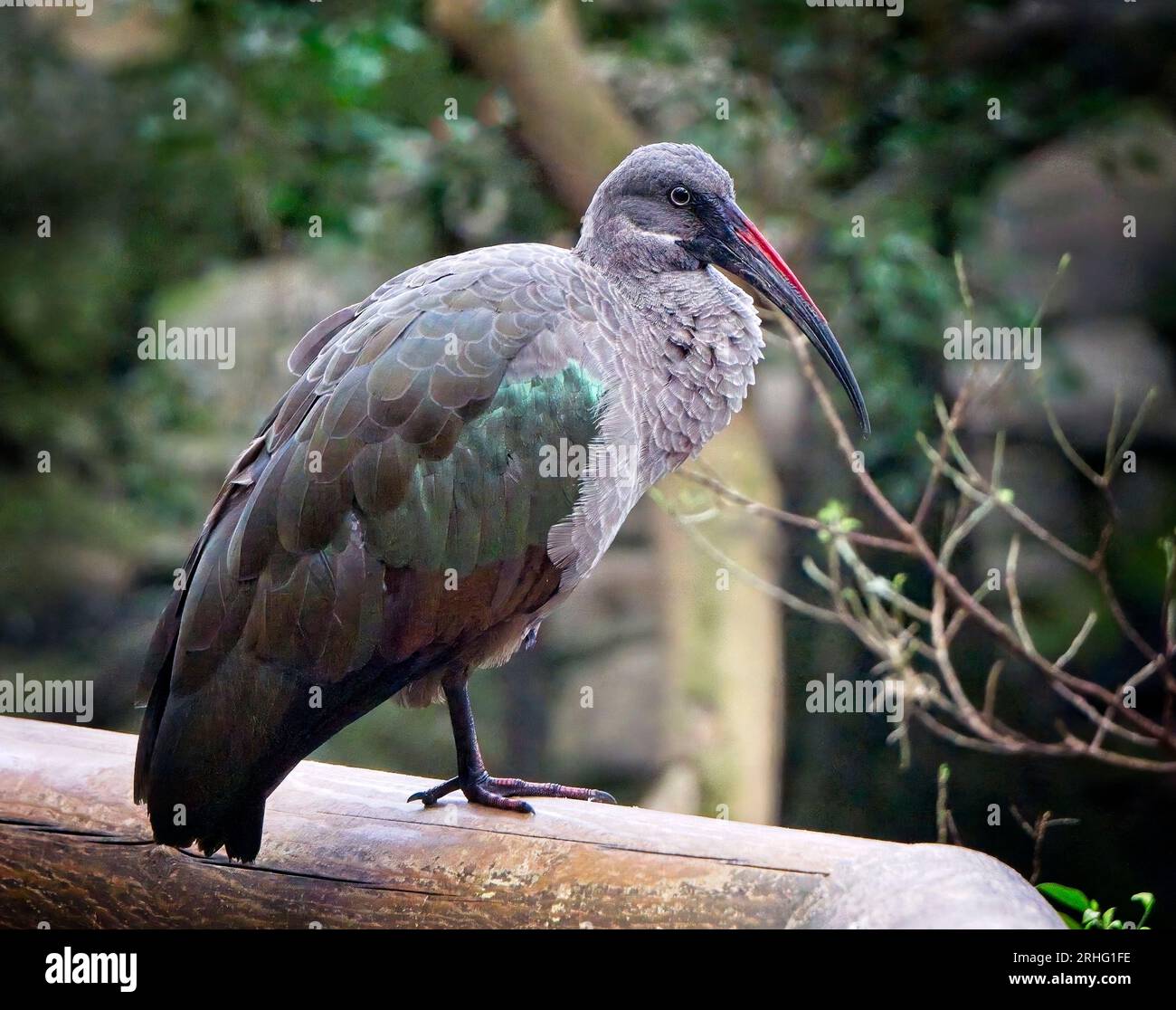 Hadada ibis Calgary Zoo Alberta Banque D'Images