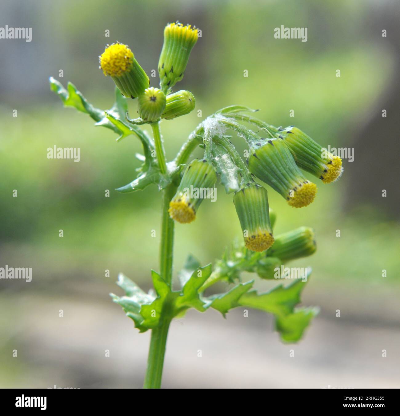 Dans la nature, Senecio vulgaris pousse comme une mauvaise herbe Banque D'Images