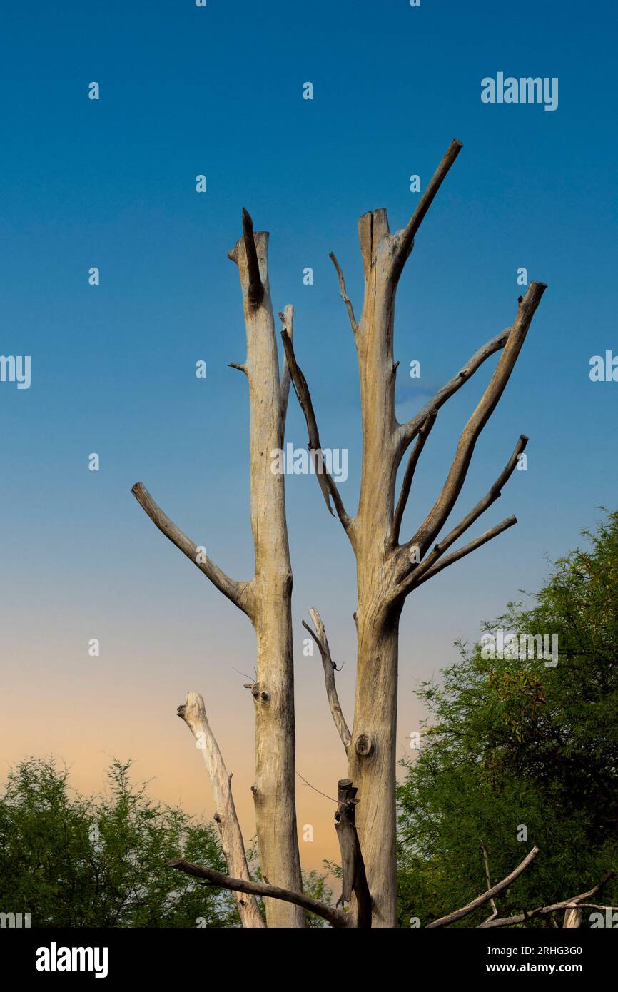 tronc d'arbre avec ciel bleu Banque D'Images