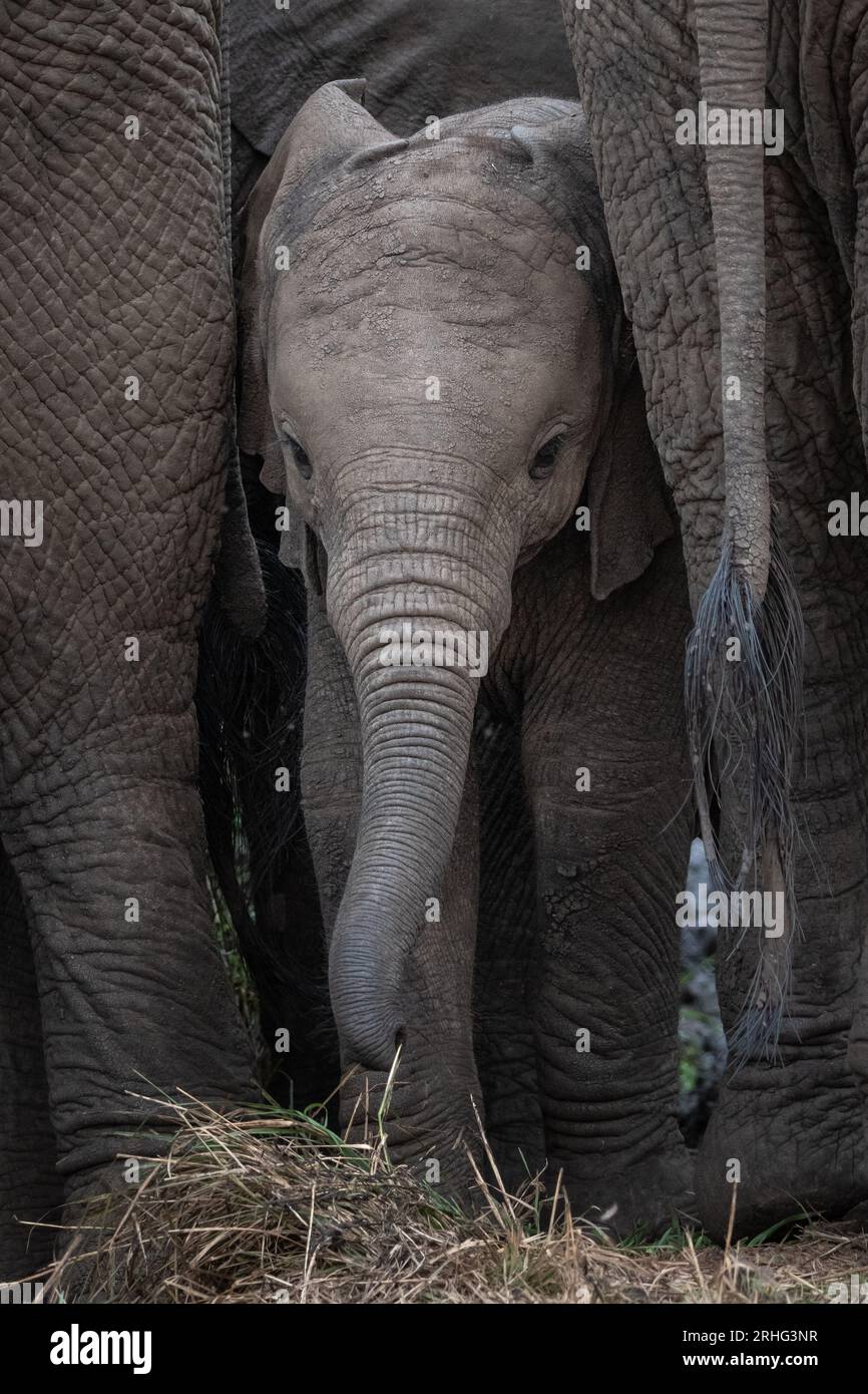 Figurine Bébé Éléphant D'Afrique Safari Ltd - Animal Sauvage Détaillé - Neuf En Stock - Modèle 2014
