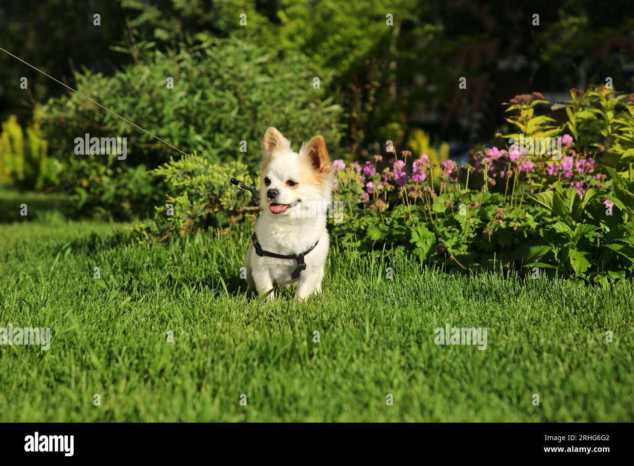 Mignon Chihuahua avec laisse sur l'herbe verte à l'extérieur. Marche en chien Banque D'Images