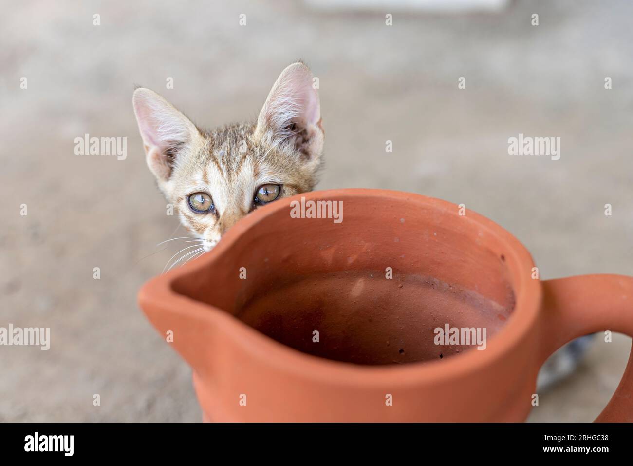 chaton se cache derrière des poteries en argile. Mignon chaton errant. Banque D'Images