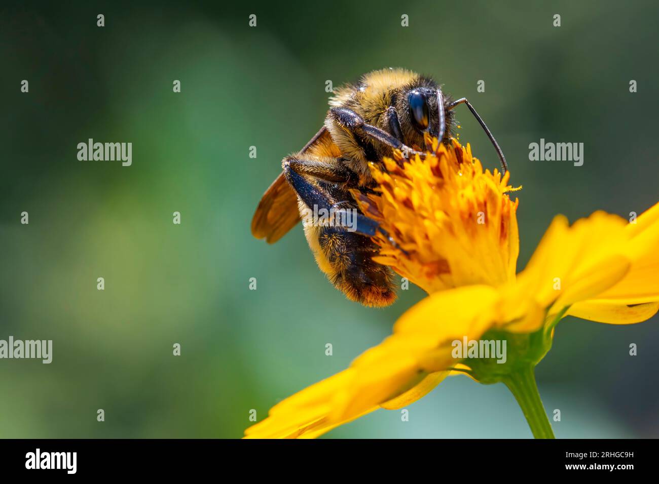 Abeille de miel sur une fleur collectant le pollen pour faire du miel. Banque D'Images