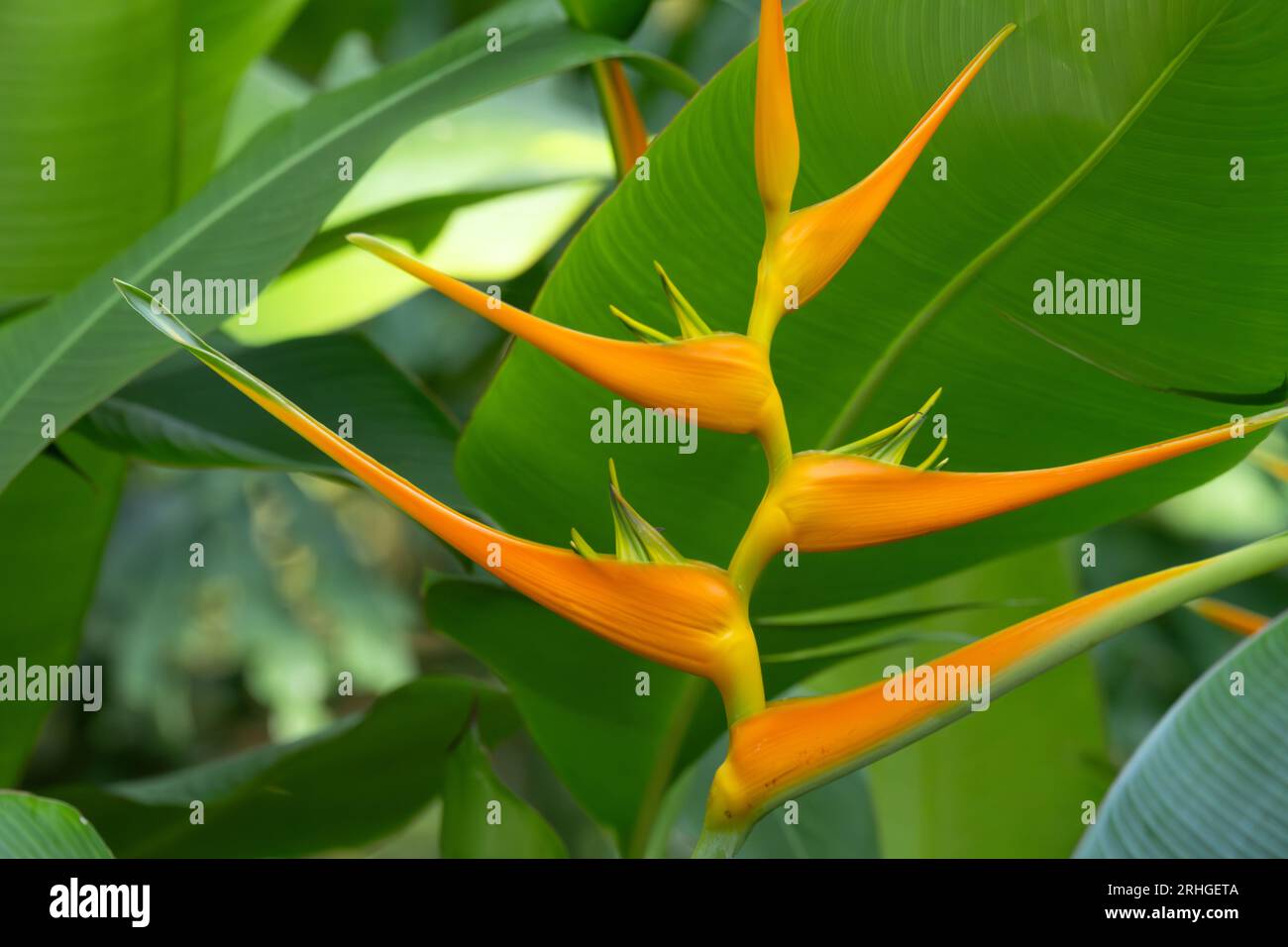 Couleurs complémentaires d'une belle héliconia tropicale (heliconia latispatha) avec inflorescences orange et feuilles vert vif en Floride. (ÉTATS-UNIS) Banque D'Images