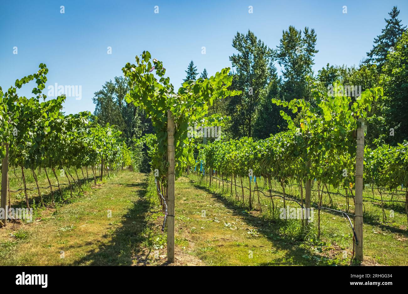Vignoble prêt pour la récolte de raisin. Champs de raisins en agriculture biologique en Colombie-Britannique. Rangées de vignes dans une journée d'été, agriculture, entreprise agricole. Vigne Banque D'Images