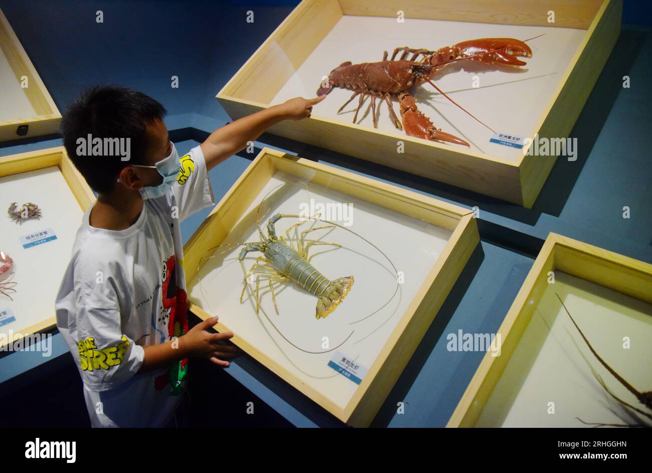 Les organismes marins épineux exposés au Musée d'histoire naturelle de Zhejiang attirent les visiteurs, ville de Hangzhou, province de Zhejiang de l'est de la Chine, 15 août, 202 Banque D'Images