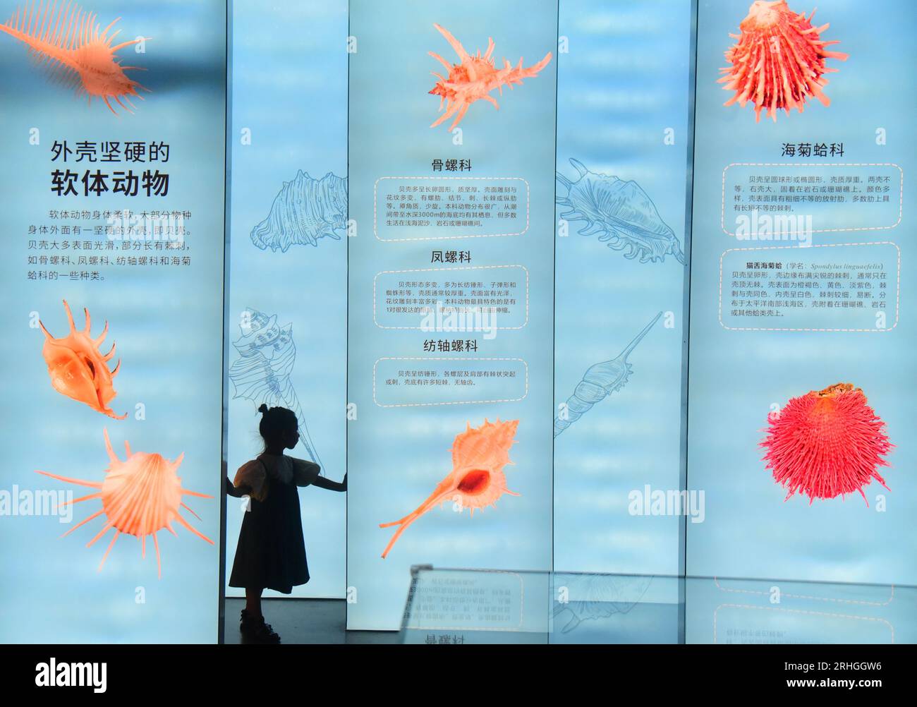 Les organismes marins épineux exposés au Musée d'histoire naturelle de Zhejiang attirent les visiteurs, ville de Hangzhou, province de Zhejiang de l'est de la Chine, 15 août, 202 Banque D'Images