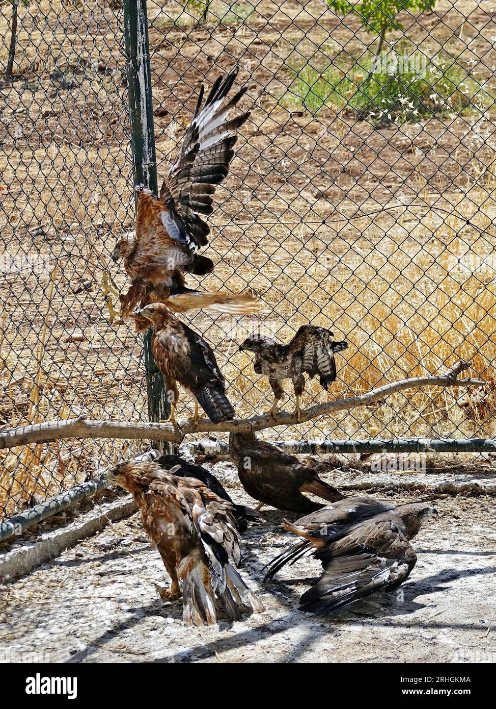 Un groupe de faucons et d'aigles soignés au Dicle Wild Animal Rescue and Rehabilitation Center. Un grand nombre de cigognes et d'autres espèces d'oiseaux qui sont tombées malades en raison du réchauffement climatique et du changement climatique sont traitées au Centre de sauvetage et de réhabilitation des animaux sauvages de Dicle à Diyarbakir. Le biologiste responsable du centre est Pro. Dr. Alaettin Kaya, a déclaré que les cigognes et les oiseaux ne peuvent pas se nourrir parce que leurs aires d'alimentation ont séché et ils sont devenus faibles. Le biologiste Kaya a dit que parce que les oiseaux ne peuvent pas voler haut, leurs ailes et leurs pieds se coincent dans des fils ou des treillis métalliques et deviennent Banque D'Images