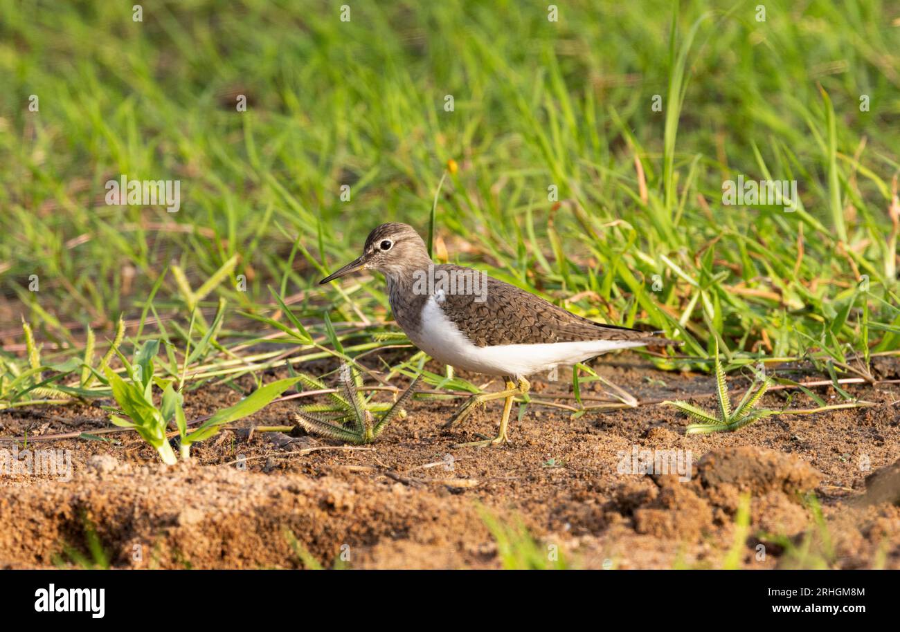 Migrateur paléarctique répandu, le Sandpiper commun se distingue de plusieurs autres espèces similaires par ses courtes pattes jaunes verdâtres. Banque D'Images