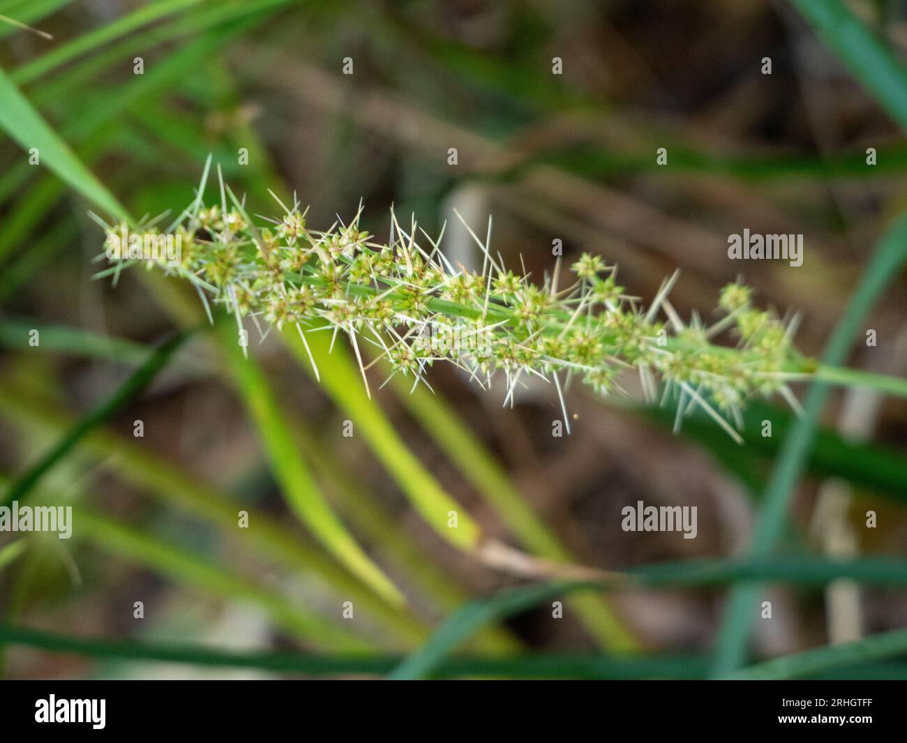 Lomandra Longfolia ou Mat Rush, feuilles vertes et pointe florale Banque D'Images