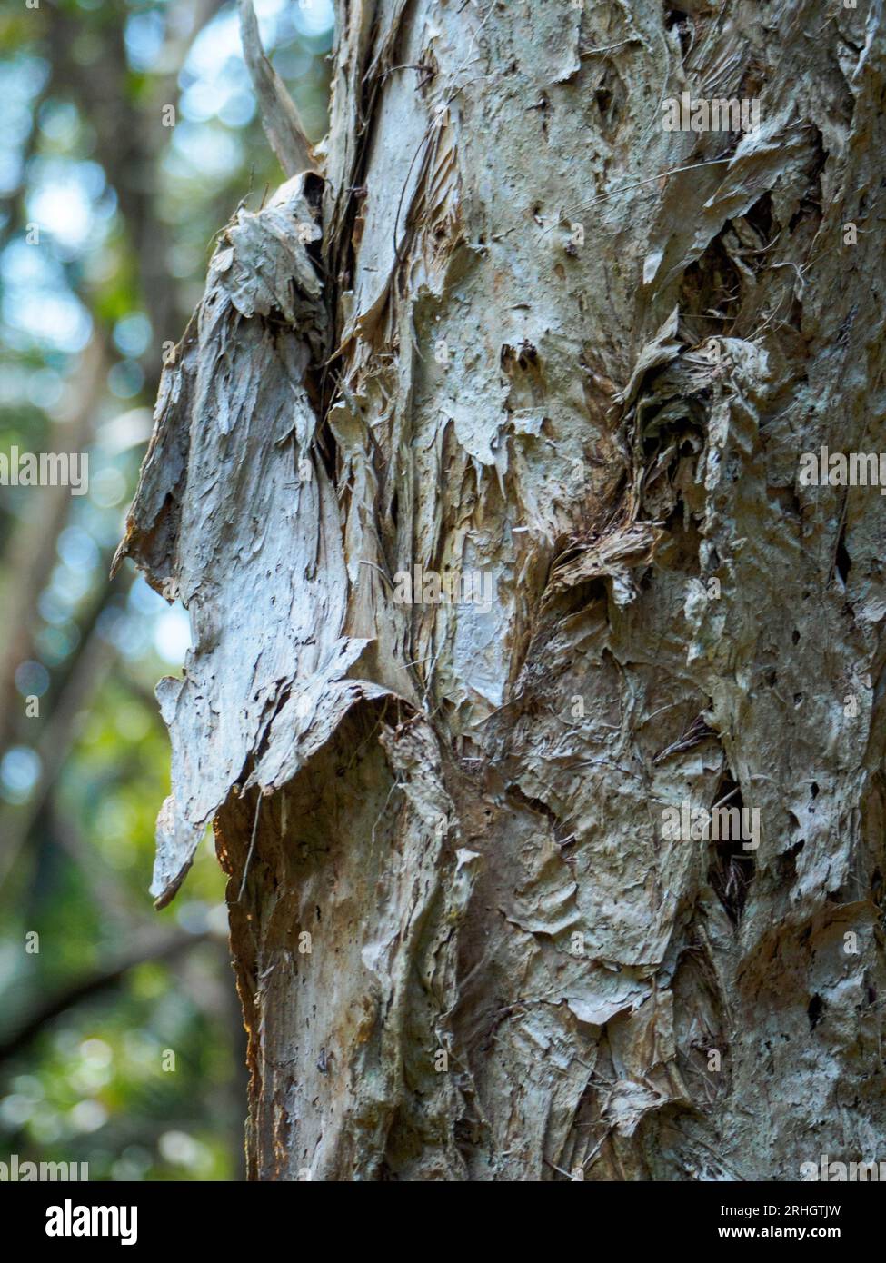 Écorce lamellaire molle tombant du tronc d'arbre Paper Bark, Australie Banque D'Images