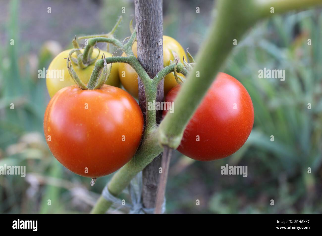 Jardin de tomate Banque D'Images