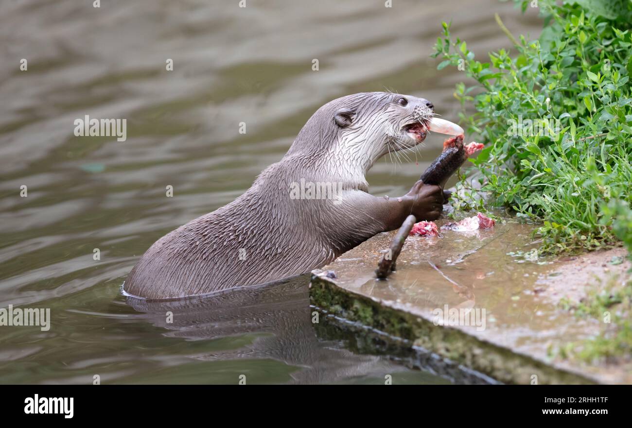Otter manger du poisson dans l'eau, foyer sélectif Banque D'Images