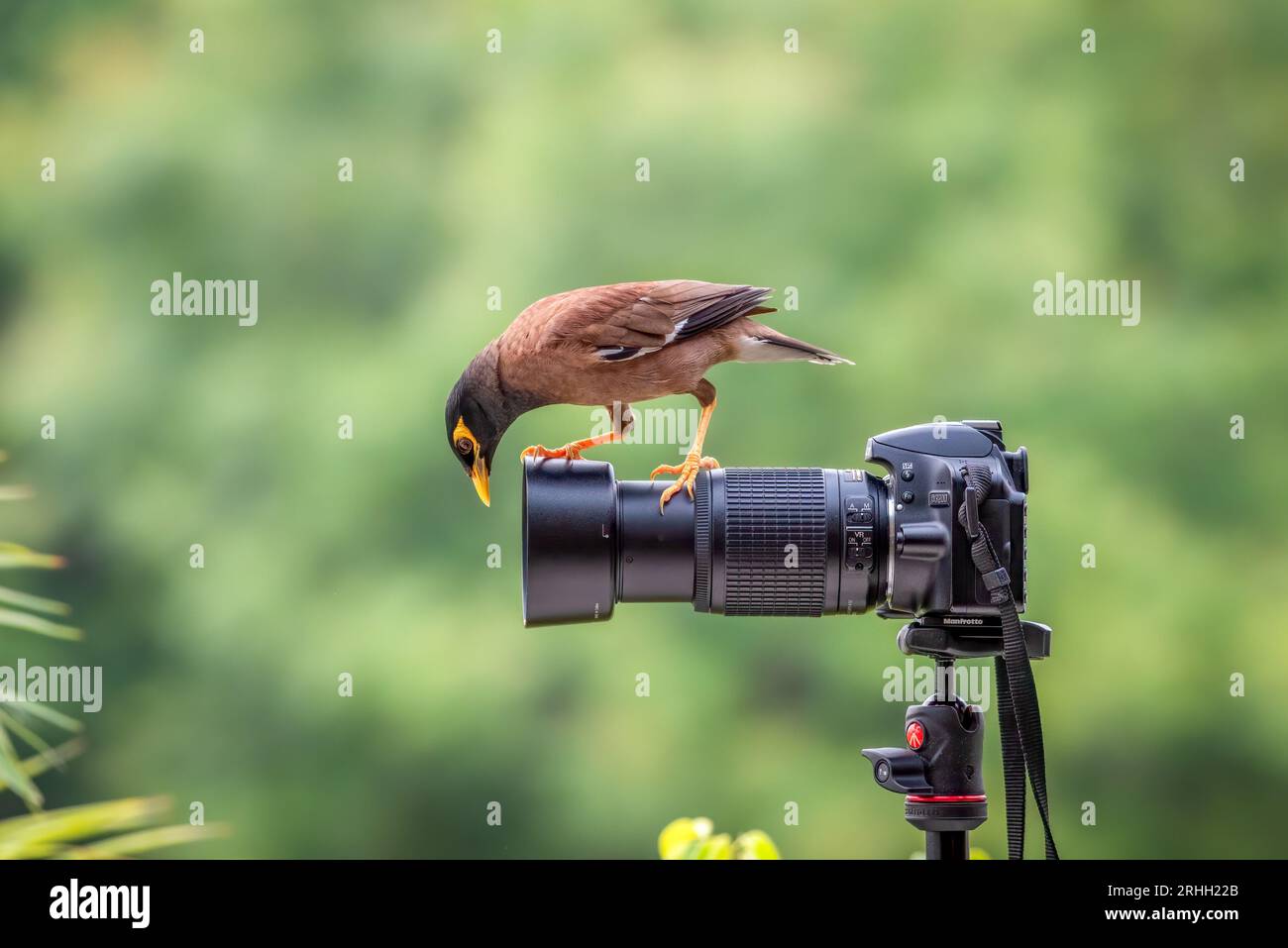 Oiseau photographe. Chandigarh, Inde : des images ÉTONNANTES montrent une myna curieuse explorant un appareil photo fixe, piquant profondément dans son objectif.une des images montre le Banque D'Images