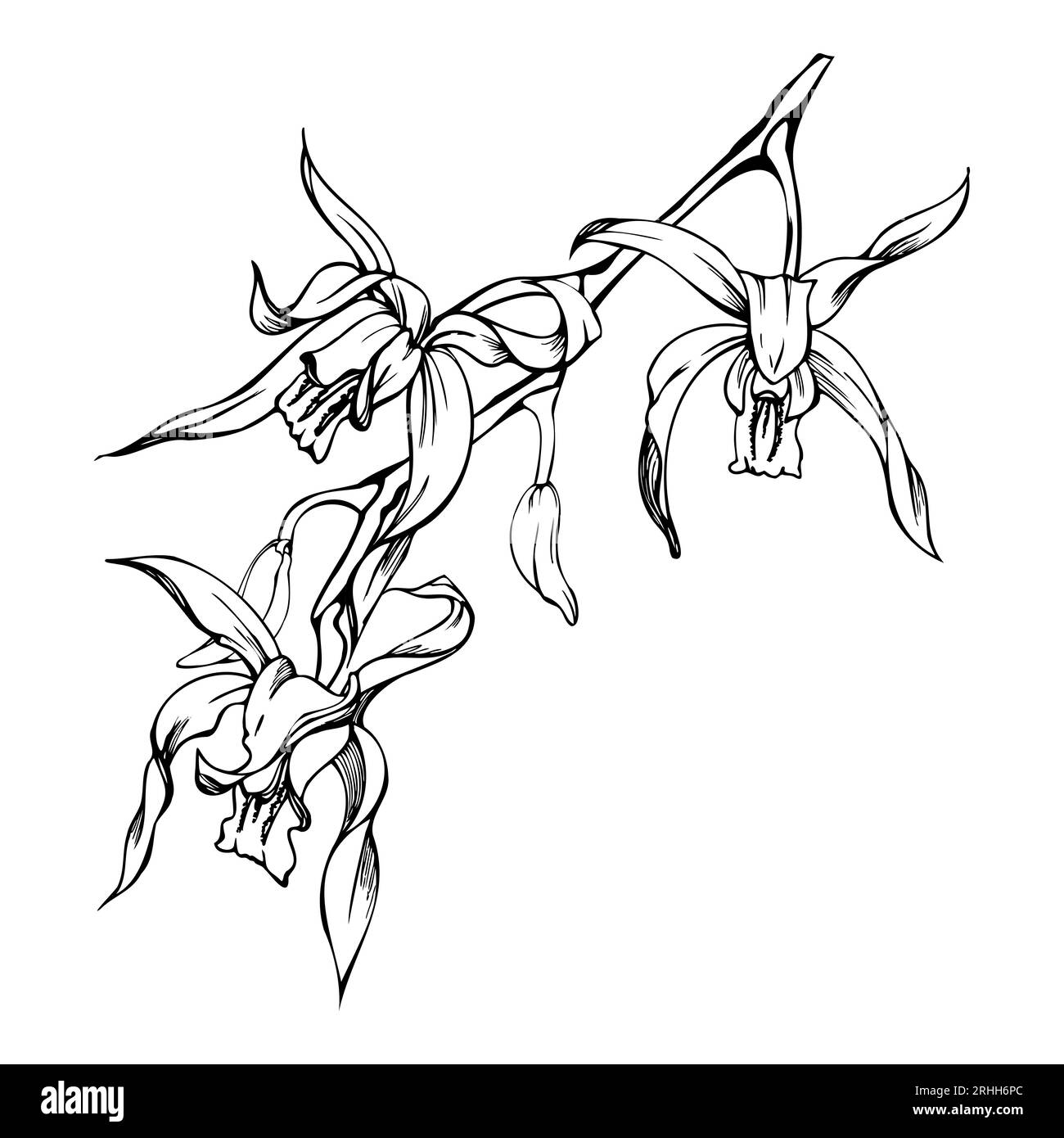 Fleurs et branches d'orchidées à encre vectorielle dessinées à la main, monochrome, contour détaillé. Composition de couronne circulaire. Isolé sur fond blanc. Conception pour Illustration de Vecteur