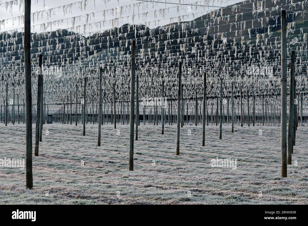 Un champ de houblon en Nouvelle-Zélande, les poteaux et les baskets vides attrapent la lumière par un matin glacial Banque D'Images