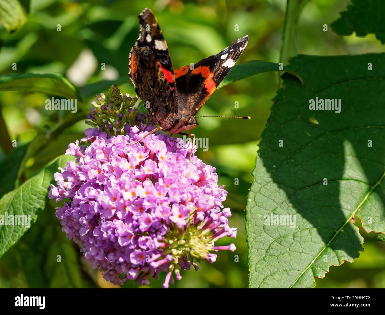 Papillon amiral rouge (Vanessa atalanta) sur une fleur de bouddleia Banque D'Images