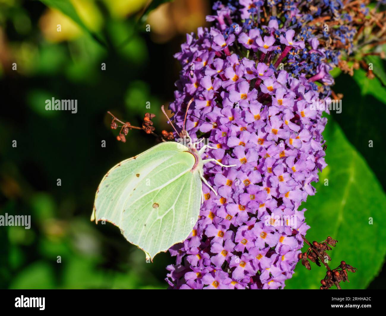 Papillon en pierre à bec (Gonepteryx rhamni) sur Bouddleia (Buddleia davidii) Banque D'Images