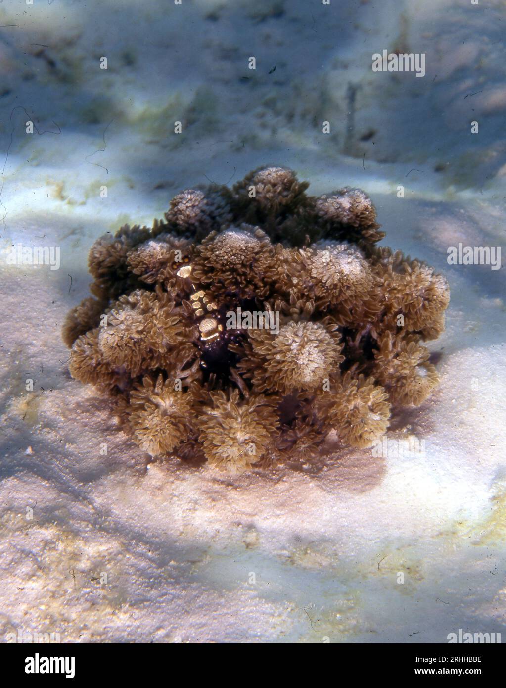 L'anémone de feu de l'enfer hautement venimeuse (Actinodendron arboreum.) Culture en eau peu profonde aux Maldives. Notez la petite crevette anémone (Peliclim Banque D'Images