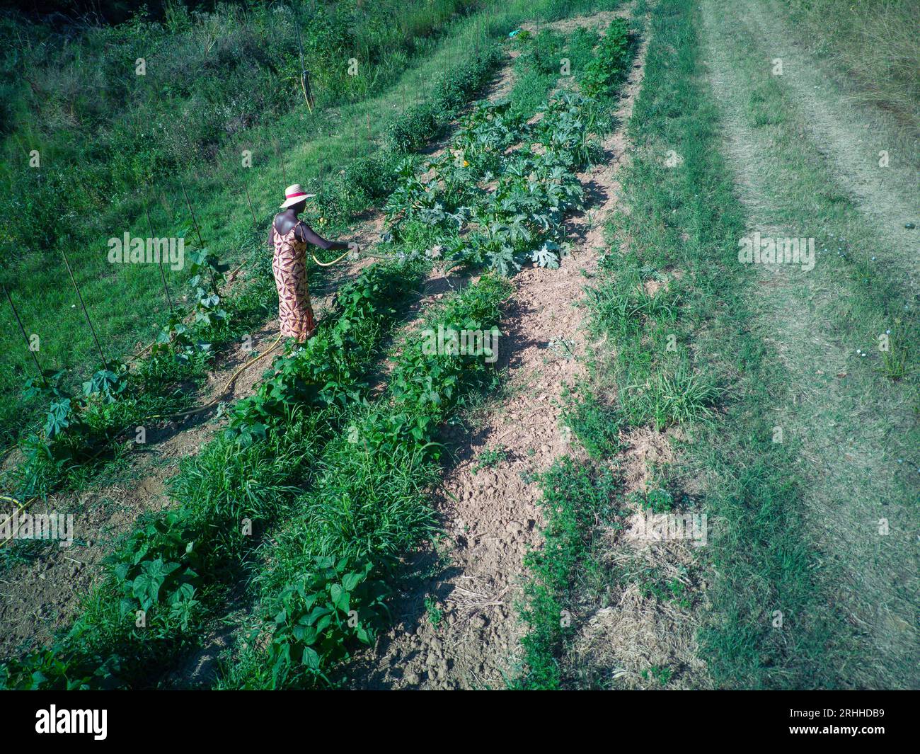 jeune femme africaine apte à récolter et arroser des plantes et des cultures dans le jardin potager en été dans un sol aride. Banque D'Images