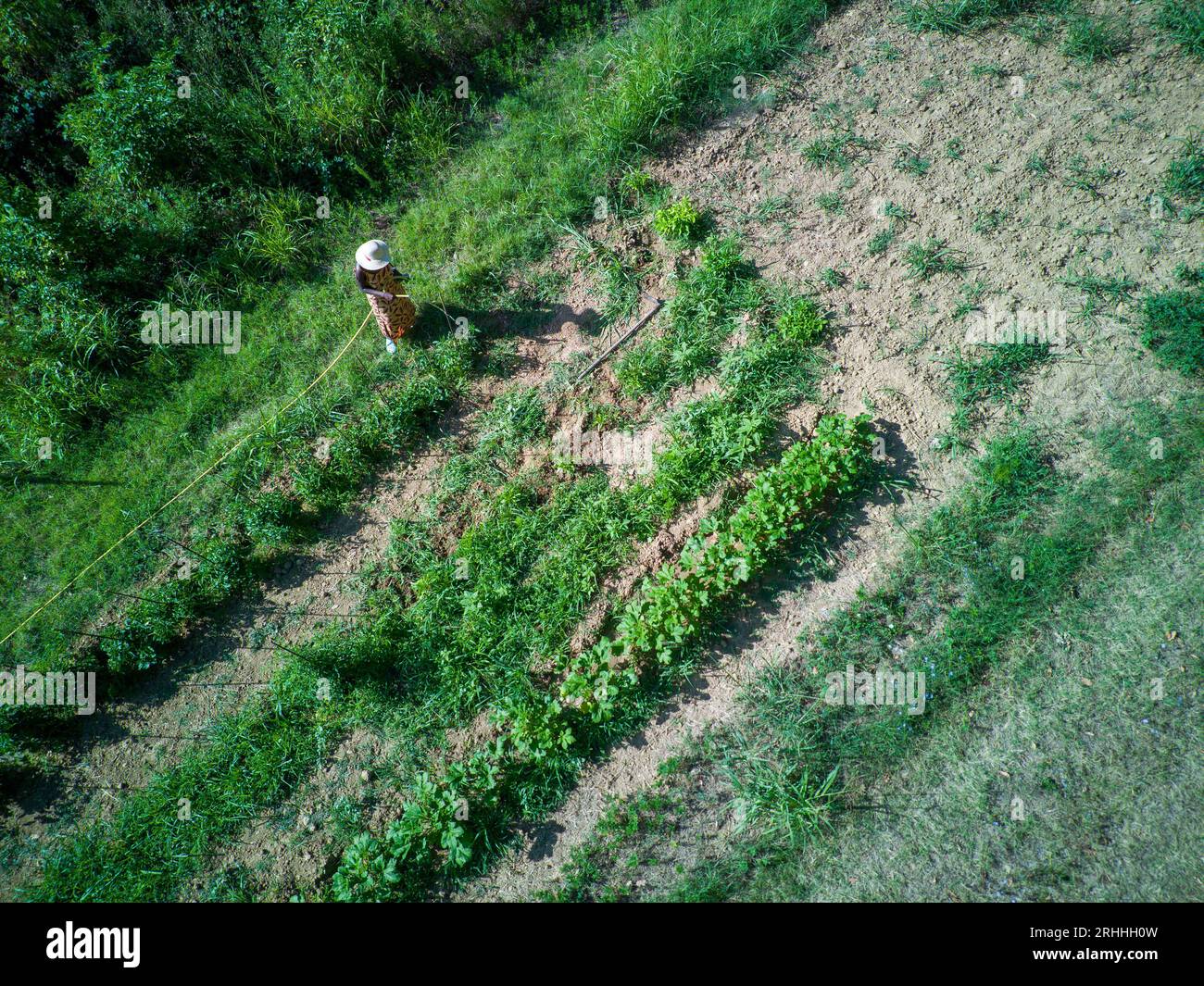 jeune femme africaine apte à récolter et arroser des plantes et des cultures dans le jardin potager en été dans un sol aride. Banque D'Images