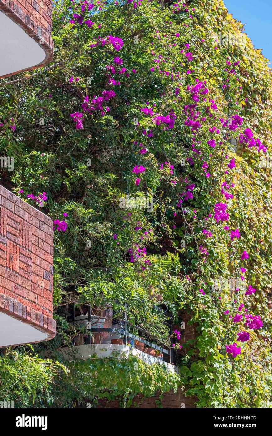 Un appartement et un balcon presque complètement envahis par une plante grimpante Bougainvillea ou grimpante à Elizabeth Bay, Sydney, Australie Banque D'Images
