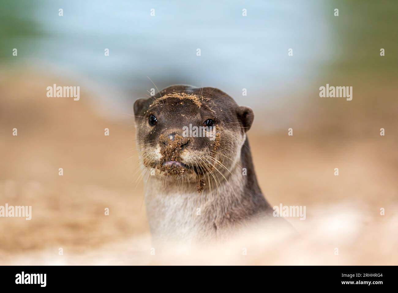 Une loutre enduite lisse émerge de l'entrée de sa rive holt sous un pont, Singapour Banque D'Images
