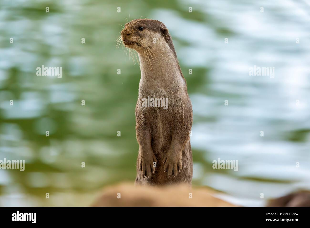 Une loutre revêtue lisse alerte se tient sur ses pattes arrière pour évaluer toute menace à partir de l'entrée de sa rive holt, Singapour Banque D'Images