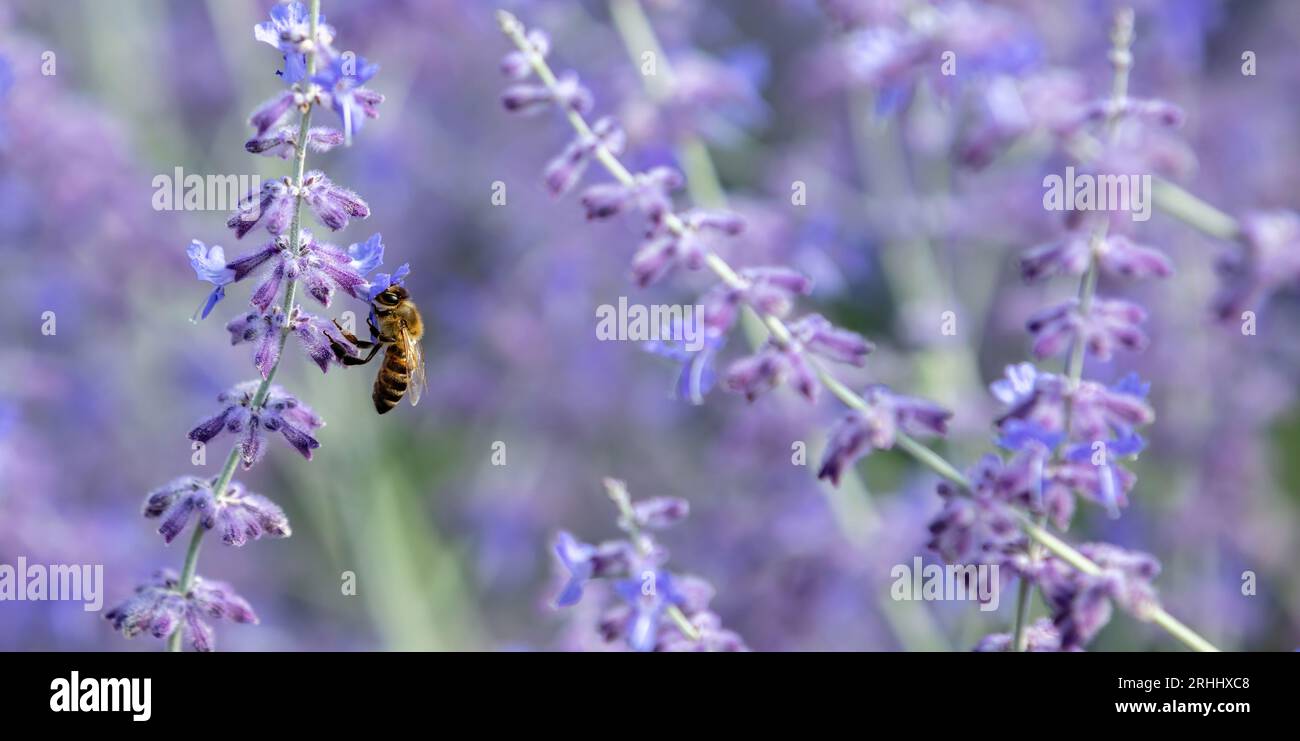 Abeille sur fleur violette Perovskia Atriplicifolia ou fleur de sauge russe. Flou fond nature, abeille, pollinisation, nectar, gros plan, espace Banque D'Images