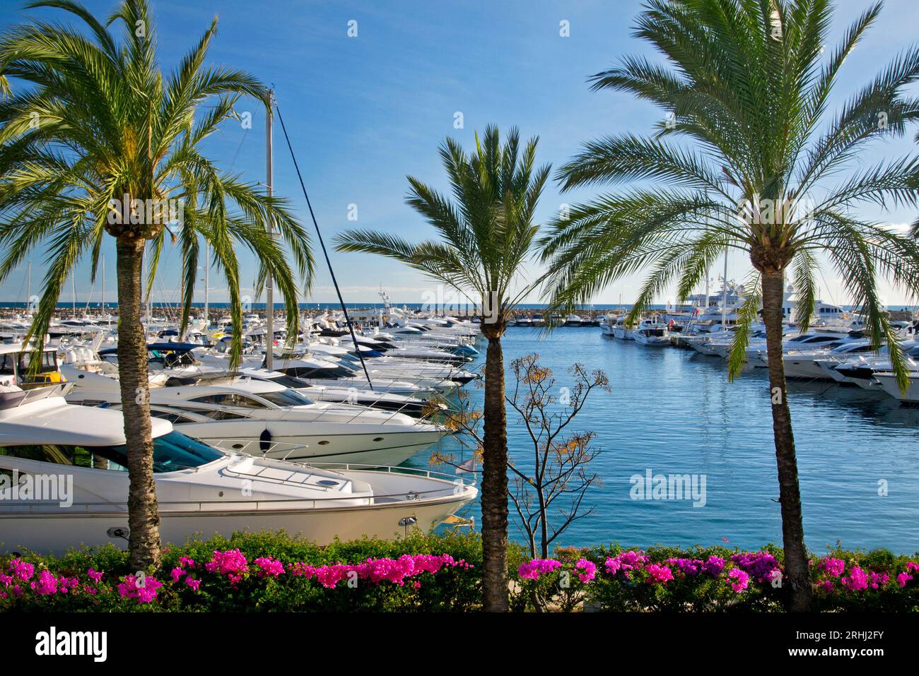 Puerto Portals portails vous marina palmiers et bougainvilliers avec Yachts de luxe amarrés à Puerto Portals Palma de Mallorca Baléares Espagne Banque D'Images