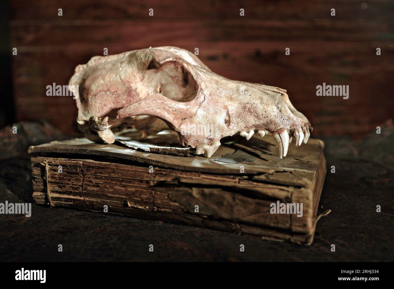 image de nature morte de studio d'un crâne d'animal avec un bel éclairage dramatique sur le dessus de livres anciens vintage Banque D'Images