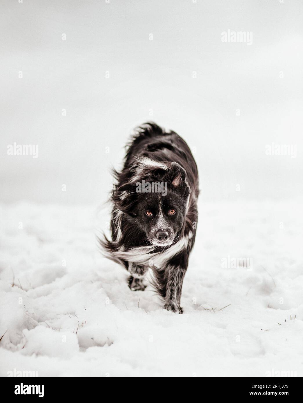 belle bordure moelleuse collie chien de troupeau marchant gracieusement avec un regard intense dans un paysage hivernal enneigé avec vent et neige soufflant Banque D'Images