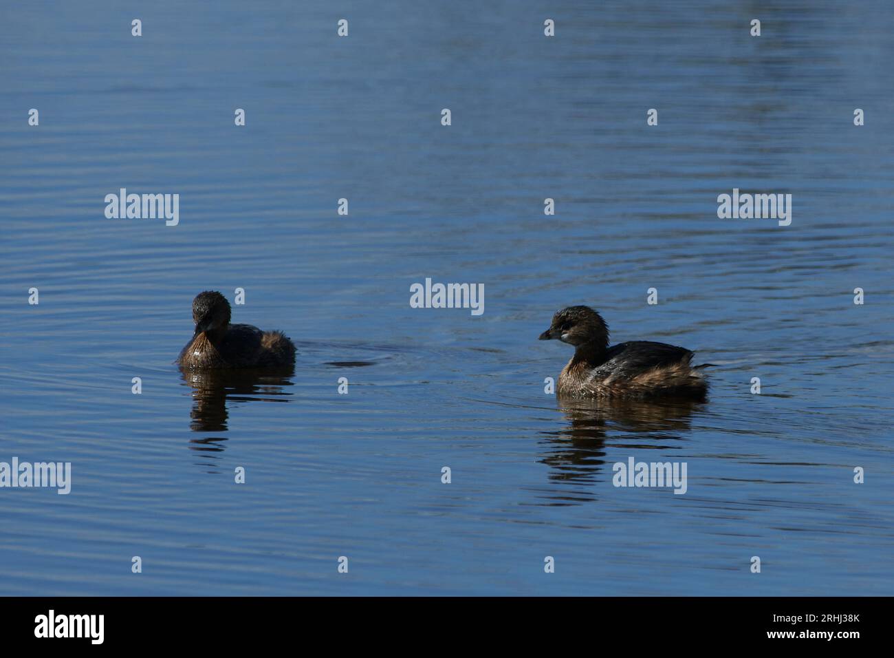 Podilymbus podiceps podiceps, Bindentaucher, grèbe à bec de pied Banque D'Images
